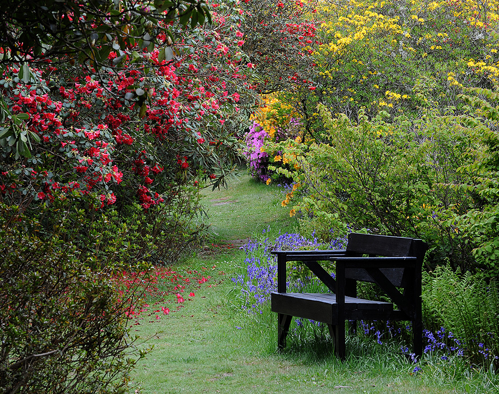 Furzey Gardens New Forest Bench and Spring Colour
